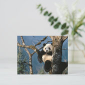 Panda Up a Tree Postkarte (Stehend Vorderseite)