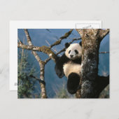 Panda Up a Tree Postkarte (Vorne/Hinten)