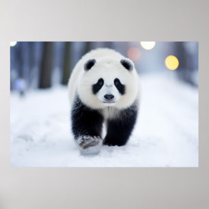 Panda Wildlife Animal auf der Straße im Freien Poster