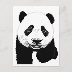 Panda zeichnend postkarte