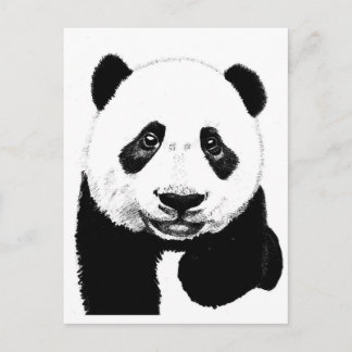Panda zeichnend postkarte