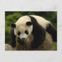 Pandababy (Ailuropoda melanoleuca) 4