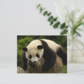 Pandababy (Ailuropoda melanoleuca) 4 Postkarte (Stehend Vorderseite)