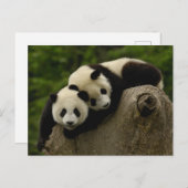 Pandababys Ailuropoda melanoleuca) 6 Postkarte (Vorne/Hinten)
