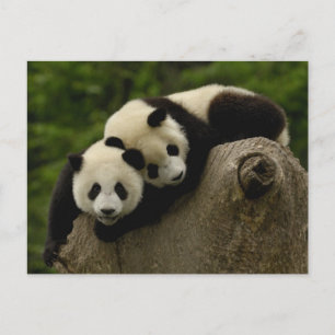 Pandababys Ailuropoda melanoleuca) 6 Postkarte