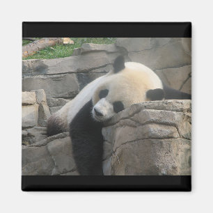 Pandabär Magnet