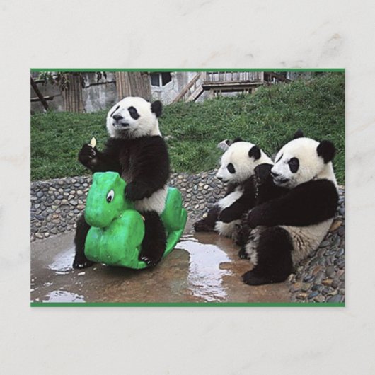 Pandabeer Postkarte (Vorderseite)