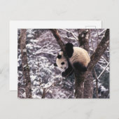Pandajunges, das auf dem Baum bedeckt mit Schnee Postkarte (Vorne/Hinten)