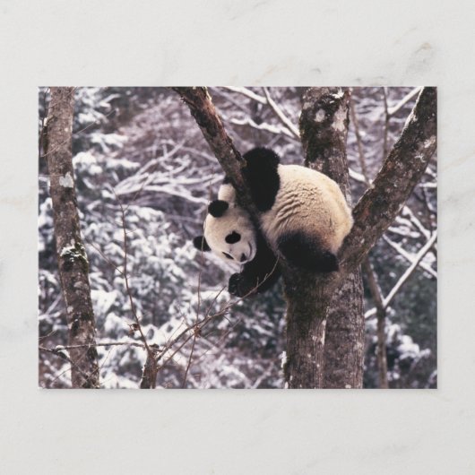 Pandajunges, das auf dem Baum bedeckt mit Schnee Postkarte (Vorderseite)