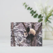Pandajunges, das auf dem Baum bedeckt mit Schnee Postkarte (Stehend Vorderseite)