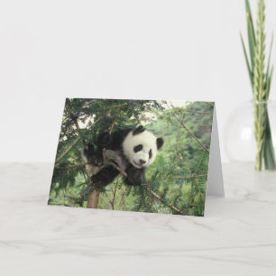 Pandajunges klettert einen Baum, Wolong Tal, Karte