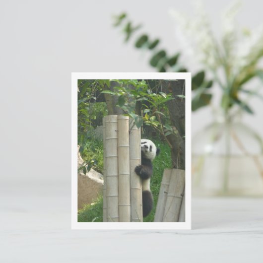 Pandaklettern Postkarte (Stehend Vorderseite)