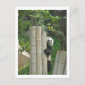 Pandaklettern Postkarte (Vorderseite)