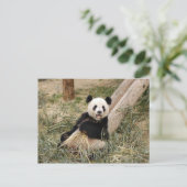 PandaM001 Postkarte (Stehend Vorderseite)