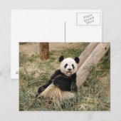 PandaM001 Postkarte (Vorne/Hinten)