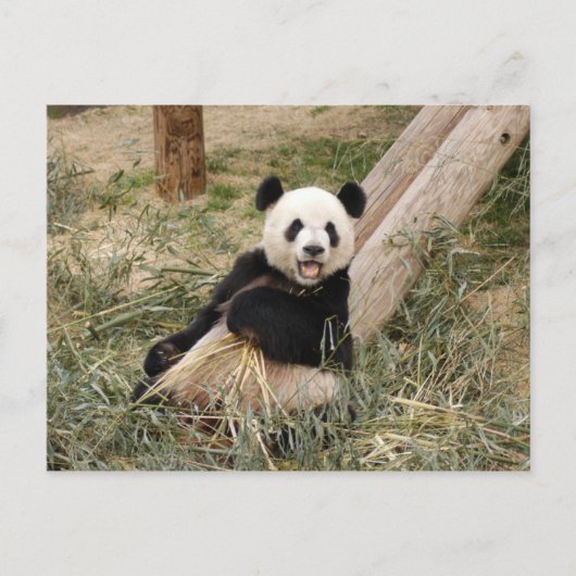 PandaM001 Postkarte (Vorderseite)