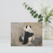 PandaM004 Postkarte (Stehend Vorderseite)
