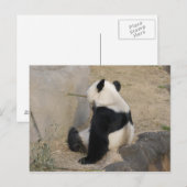PandaM004 Postkarte (Vorne/Hinten)