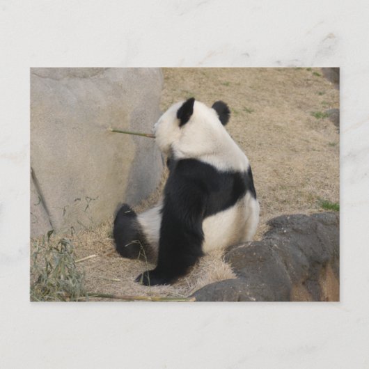 PandaM004 Postkarte (Vorderseite)