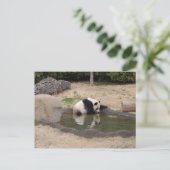PandaM007 Postkarte (Stehend Vorderseite)