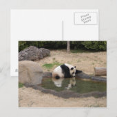 PandaM007 Postkarte (Vorne/Hinten)