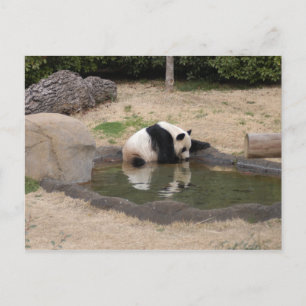 PandaM007 Postkarte