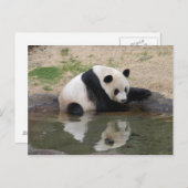 PandaM008 Postkarte (Vorne/Hinten)