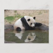 PandaM008 Postkarte (Vorderseite)