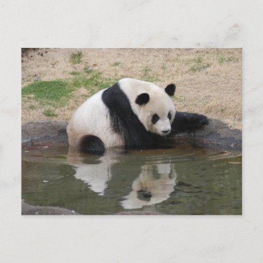 PandaM008 Postkarte (Vorderseite)