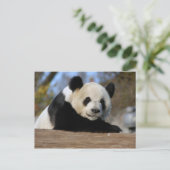 PandaM011 Postkarte (Stehend Vorderseite)