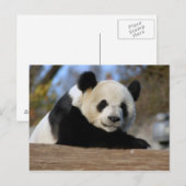 PandaM011 Postkarte (Vorne/Hinten)