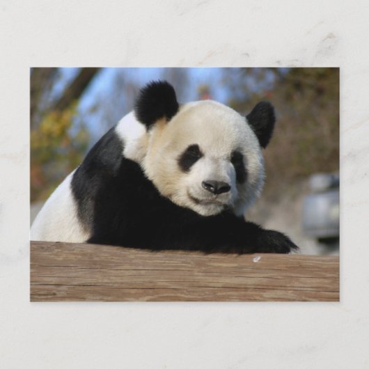 PandaM011 Postkarte (Vorderseite)