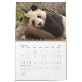 PandaM016, Panda-Bär Kalender (Feb 2027)
