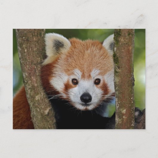 Pandaporträt-Postkarte Postkarte (Vorderseite)