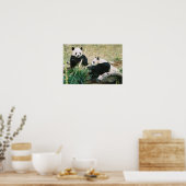 Pandas (3) Poster (Küche)