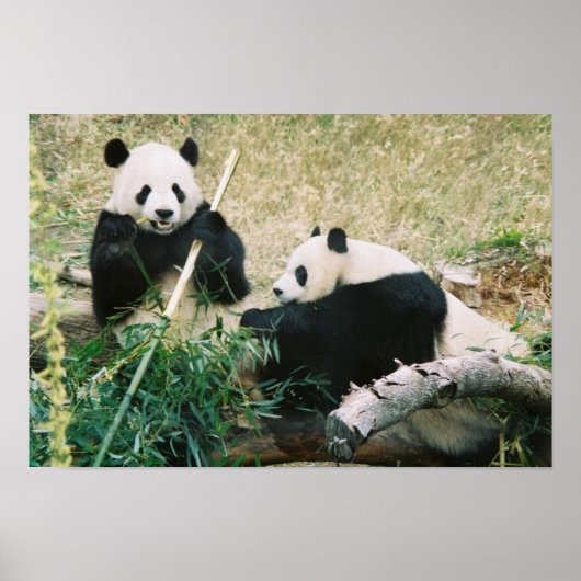 Pandas (3) Poster (Vorne)