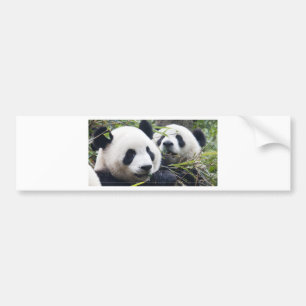 Pandas Autoaufkleber