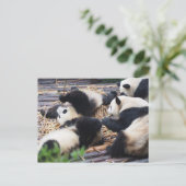 Pandas, Chengdu, China-Postkarte Postkarte (Stehend Vorderseite)