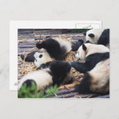 Pandas, Chengdu, China-Postkarte Postkarte (Vorne/Hinten)