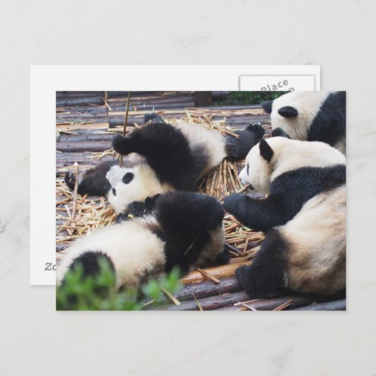 Pandas, Chengdu, China-Postkarte Postkarte (Vorne/Hinten)