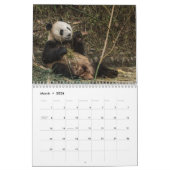 Pandas der China, 2019 Wandkalender (Mär 2026)