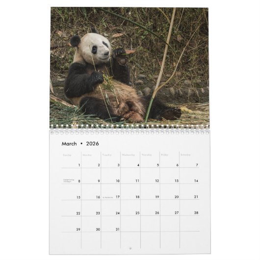 Pandas der China, 2019 Wandkalender (Mär 2026)