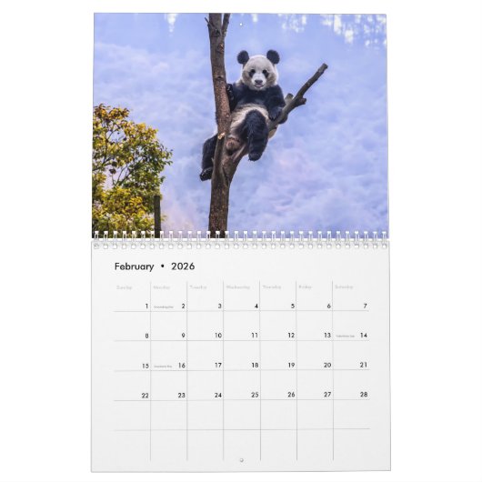 Pandas der China, 2019 Wandkalender (Feb 2026)