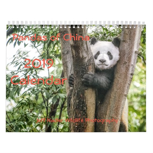 Pandas der China, 2019 Wandkalender (Titelbild)
