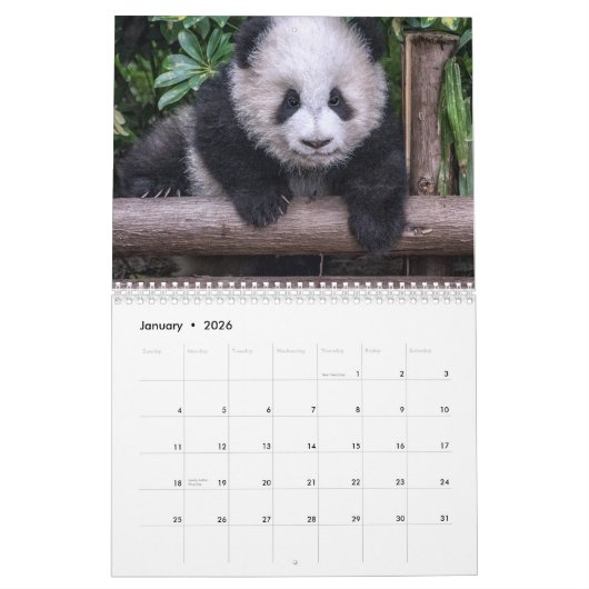 Pandas der China, 2019 Wandkalender (Jan 2026)