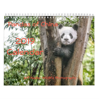 Pandas der China, 2019 Wandkalender