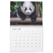 Pandas der China, 2019 Wandkalender (Jan 2027)