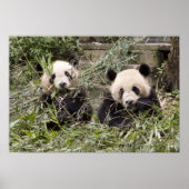 Pandas Eating Bamboo! Poster (Vorne)