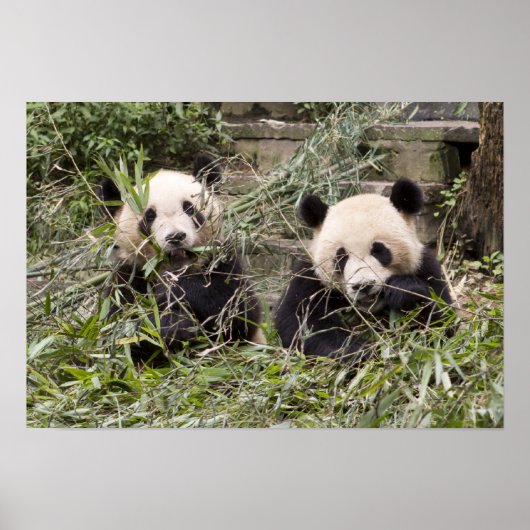 Pandas Eating Bamboo! Poster (Vorne)