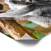 Pandas oder Koalas - Was sind niedlicher? Poster (Ecke)